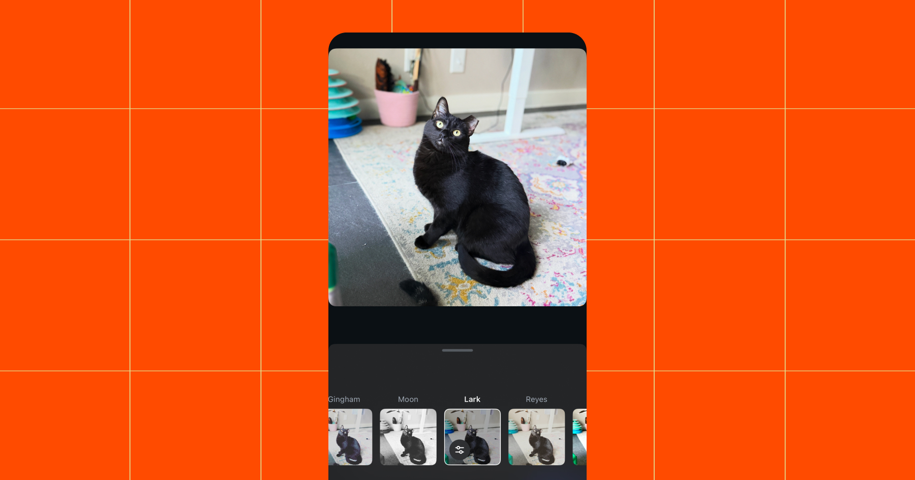 Screenshot of the same image of a black cat with an ear tip now run through the Lark filter