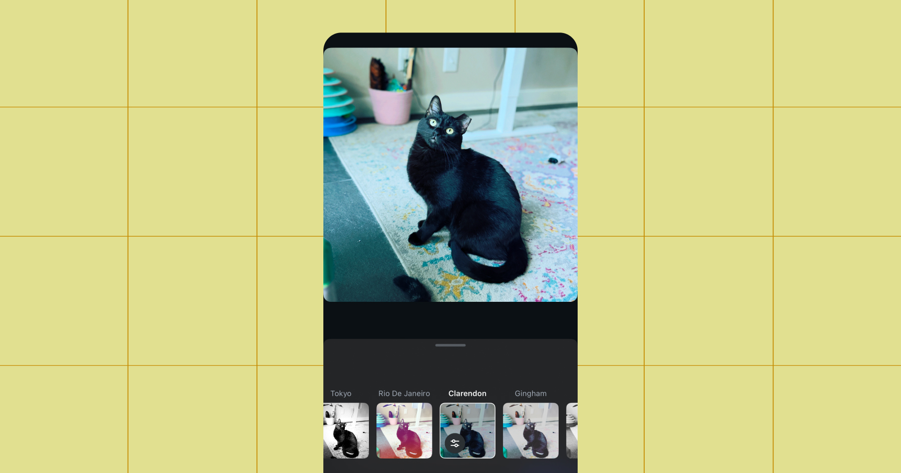Screenshot of the same image of a black cat with an ear tip now run through the Clarendon filter