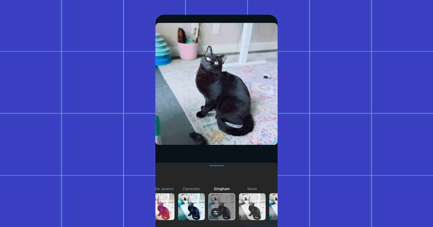 Screenshot of the same image of a black cat with an ear tip now run through the Gingham filter