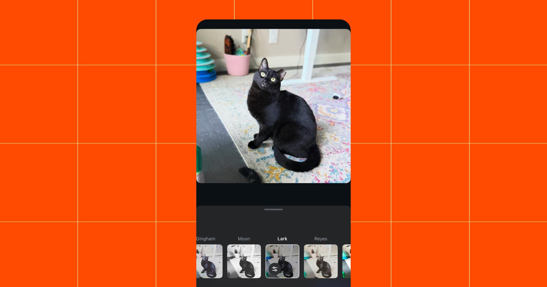 Screenshot of the same image of a black cat with an ear tip now run through the Lark filter