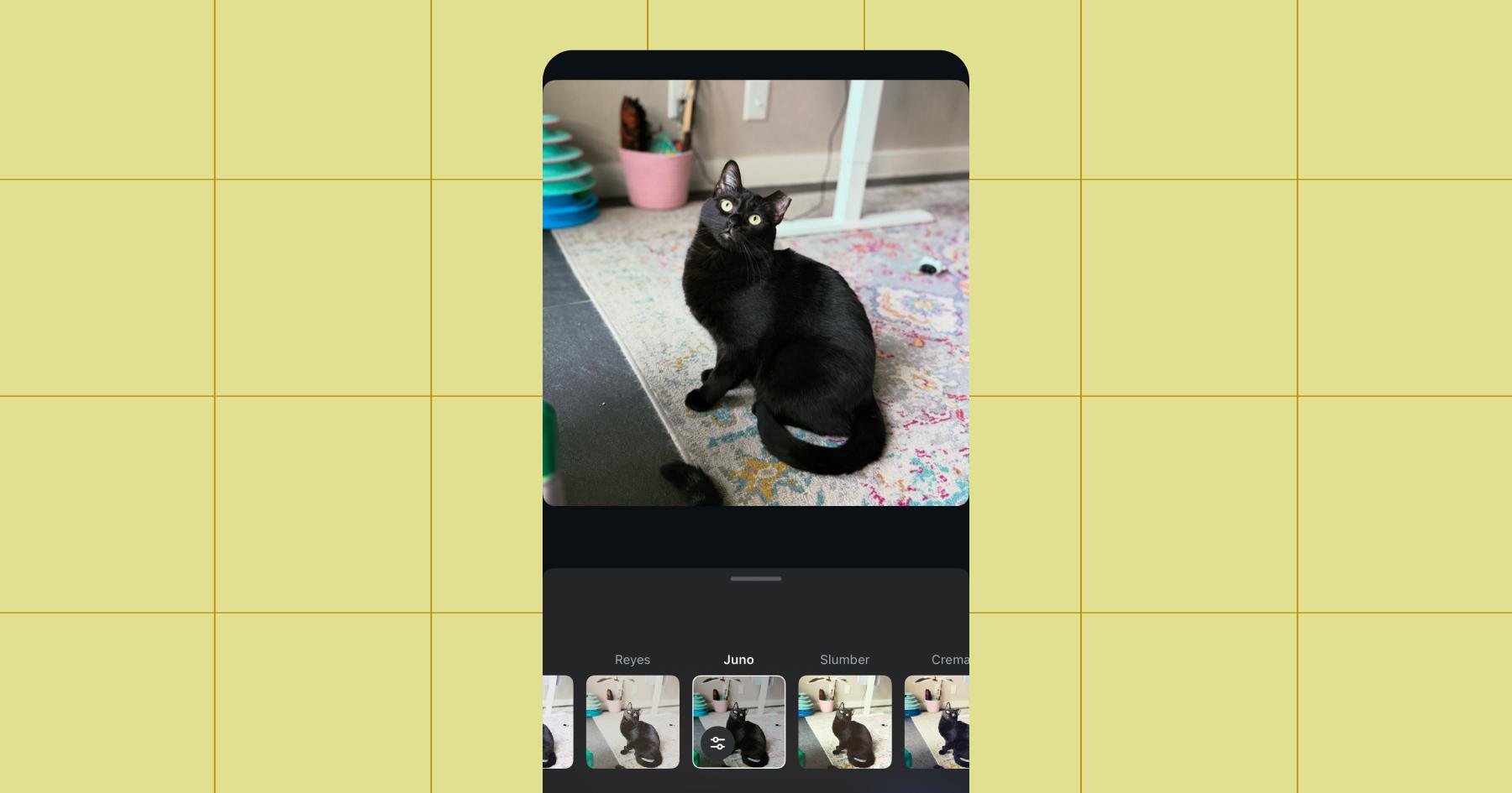 Screenshot of the same image of a black cat with an ear tip now run through the Juno filter