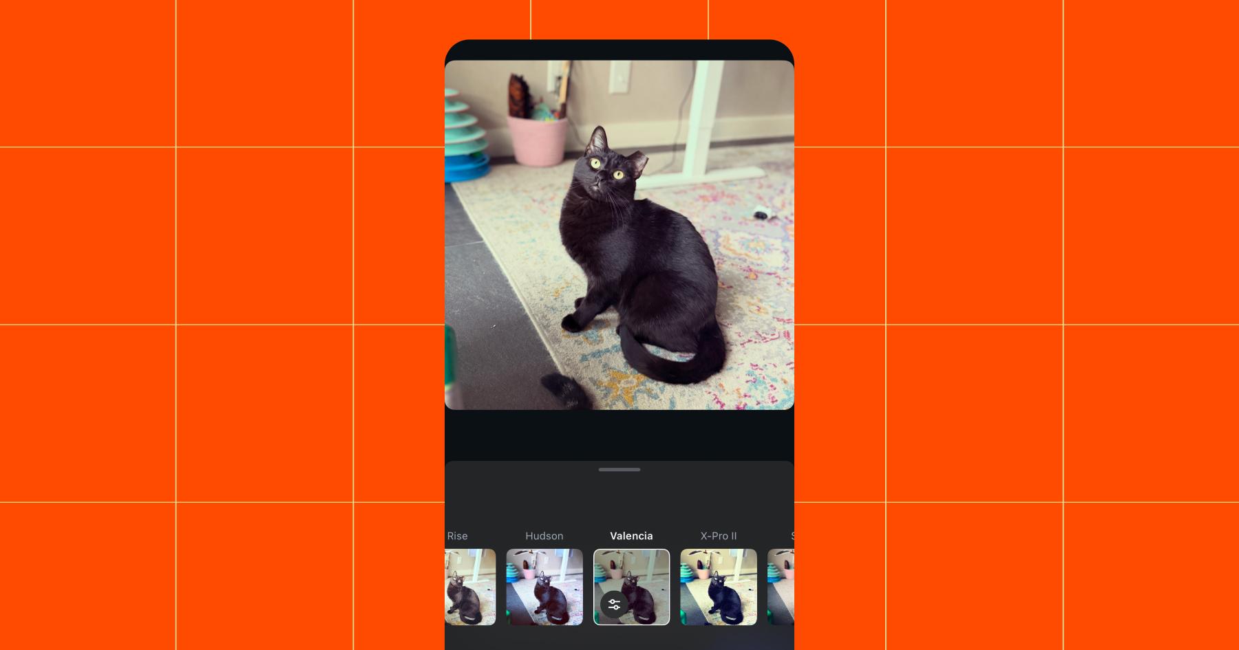 Screenshot of the same image of a black cat with an ear tip now run through the Valencia filter