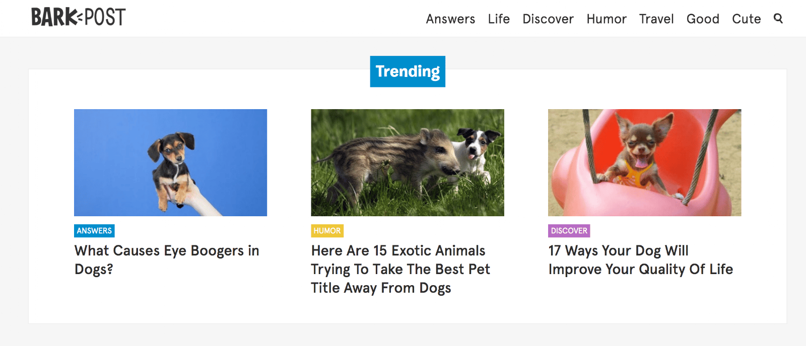 Bark post eCommerce blog example to help promote businesses