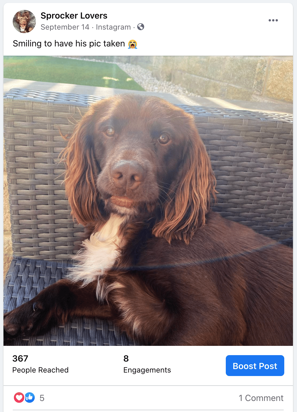 Sprocker Lovers