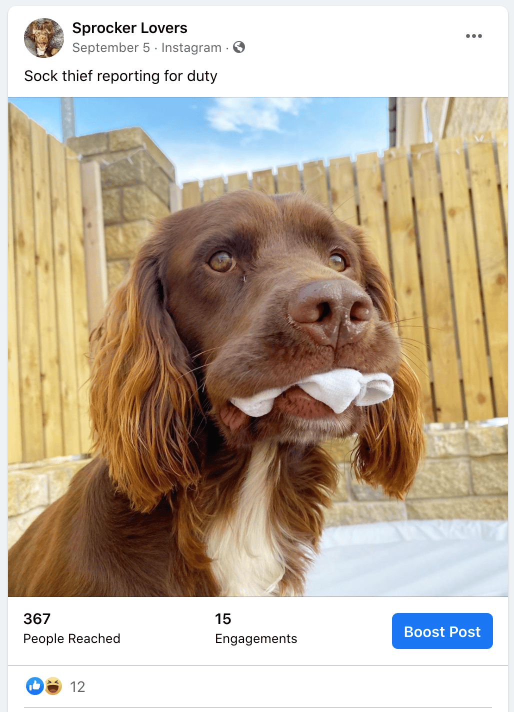 Sprocker Lover Example