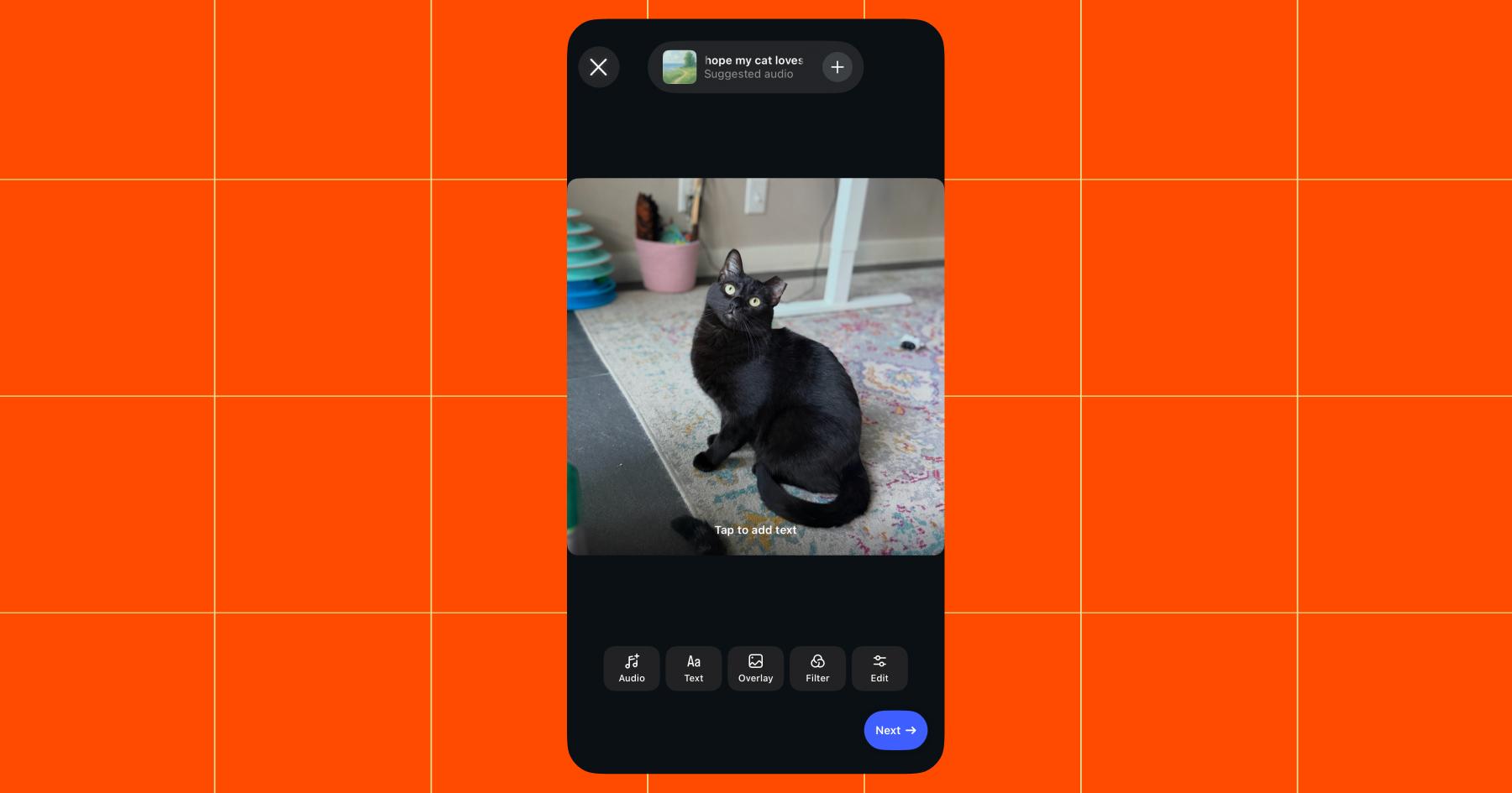 Screenshot of a black cat with an ear tip in an unfiltered image