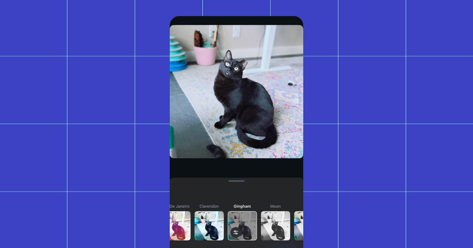 Screenshot of the same image of a black cat with an ear tip now run through the Gingham filter